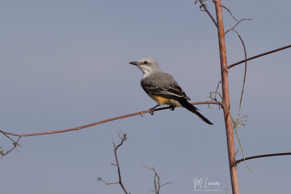 Scissor-tailed Flycatcher - ML644679200