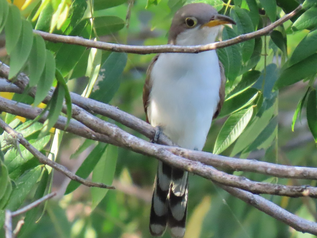 Желтоклювая пиайя - ML644679201