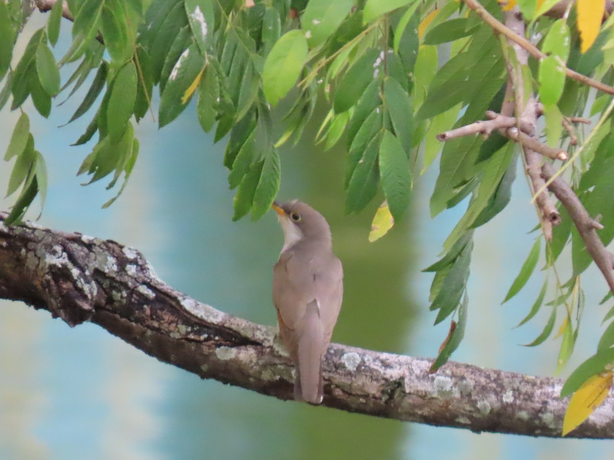 Желтоклювая пиайя - ML644679202