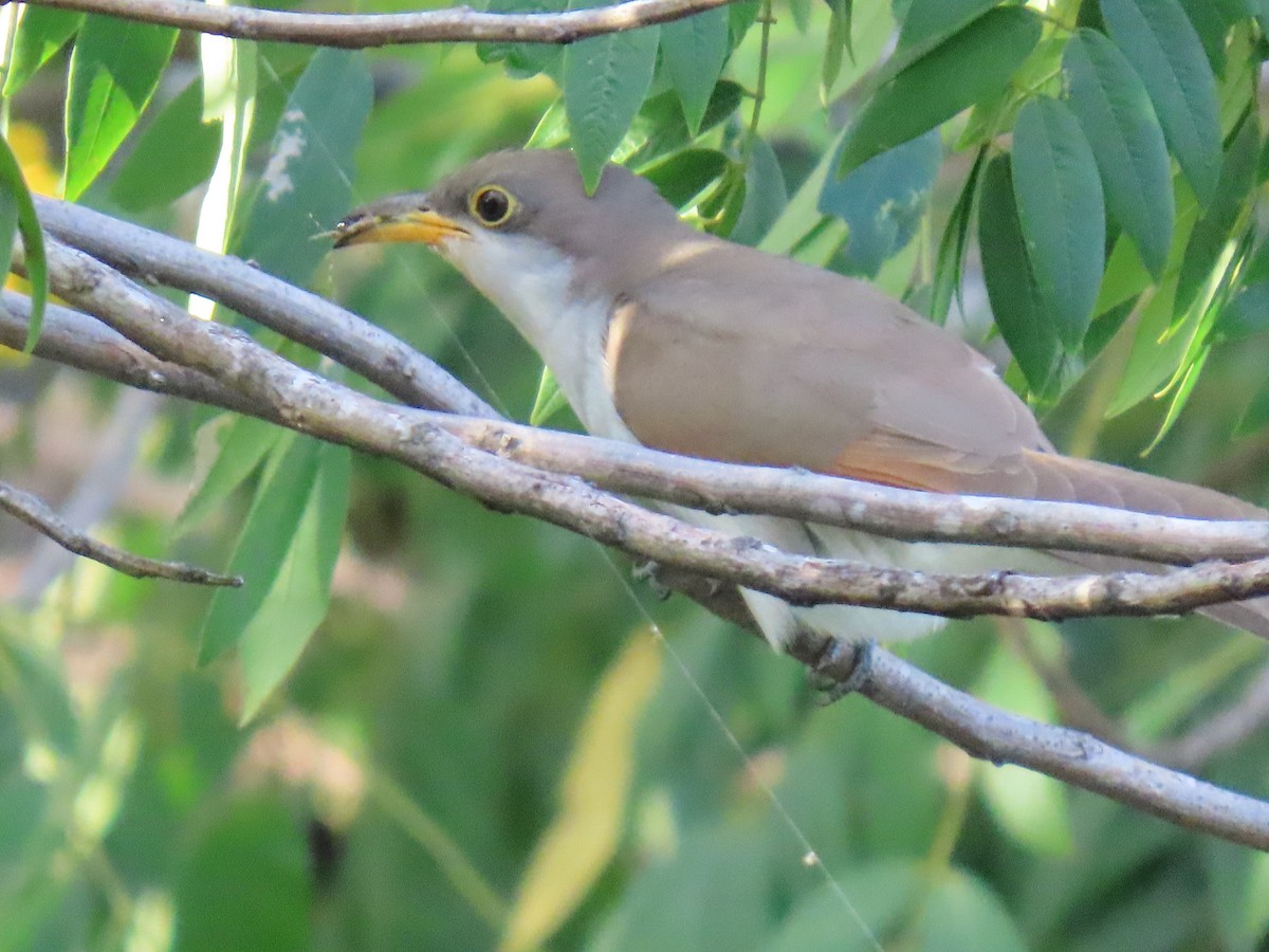 Желтоклювая пиайя - ML644679203