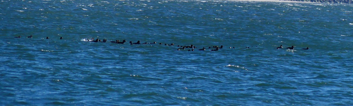 Black Scoter - ML644679204