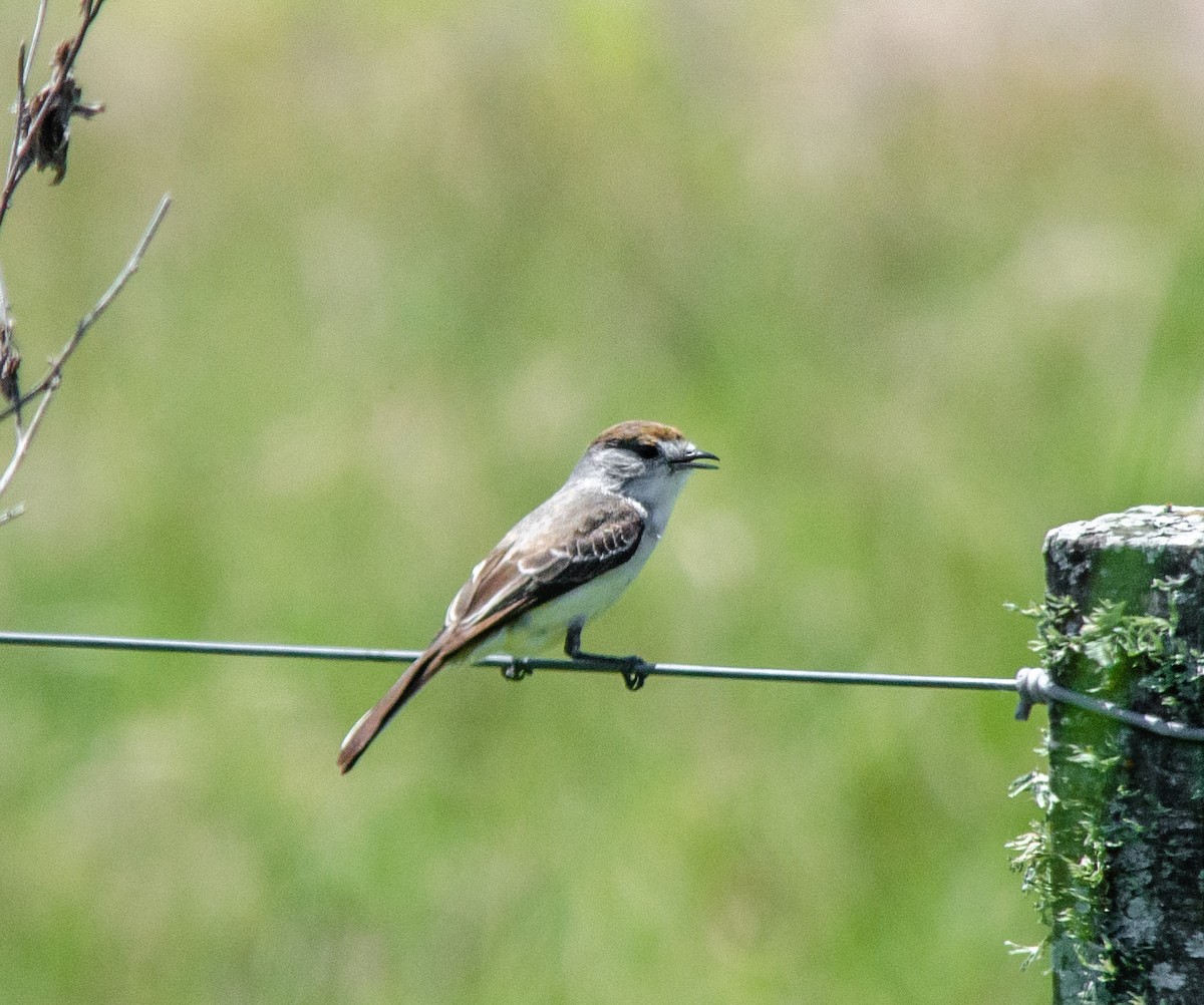 White-naped Xenopsaris - ML644679206