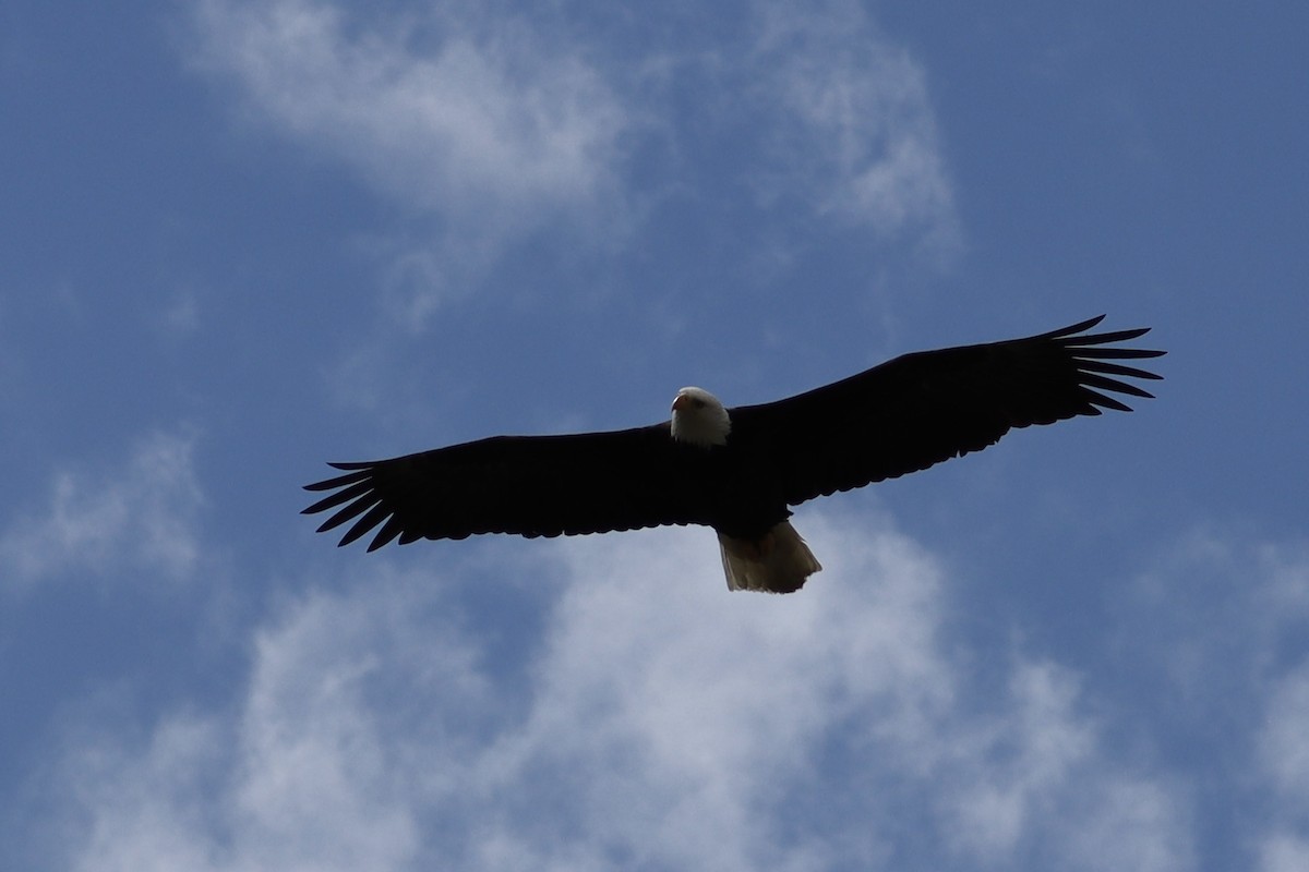 Itsas arrano buruzuria - ML644679208