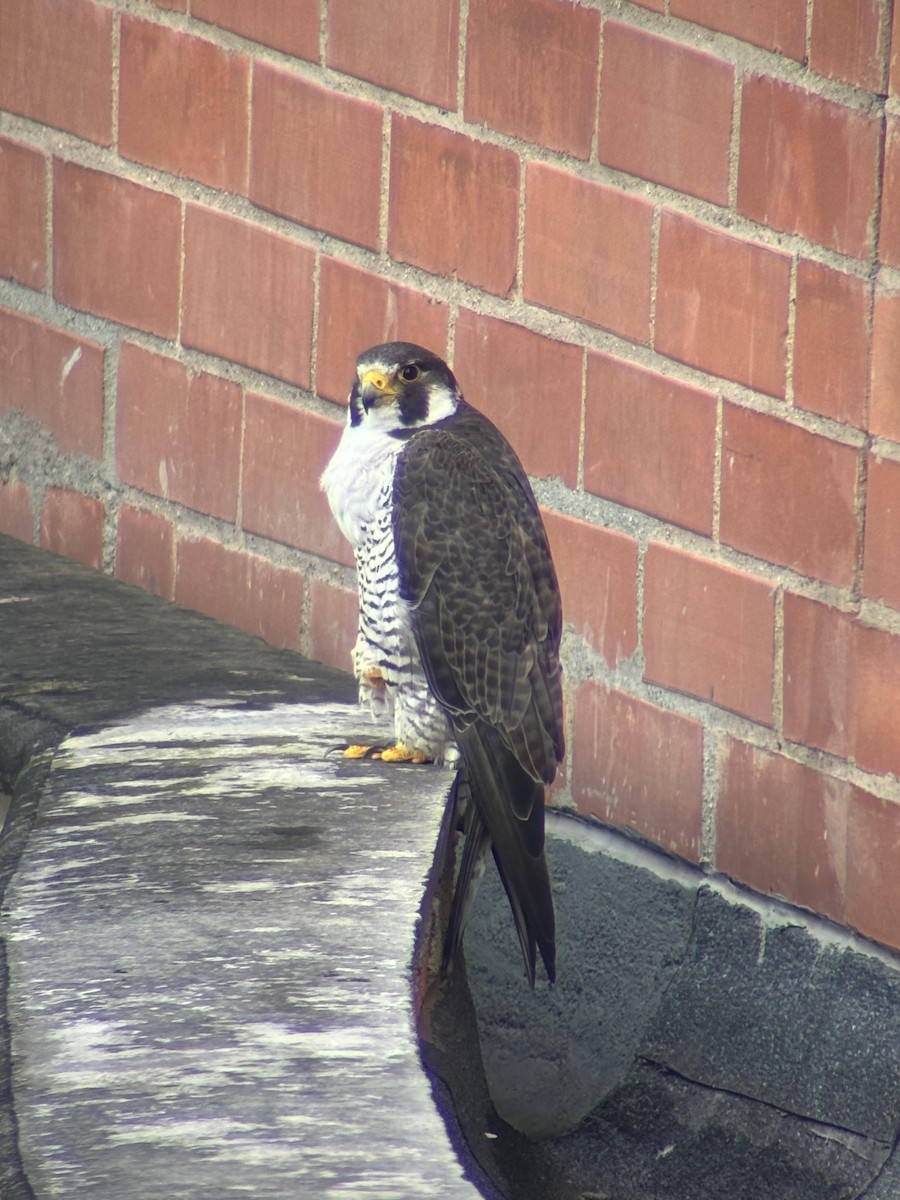 Peregrine Falcon - ML644679209