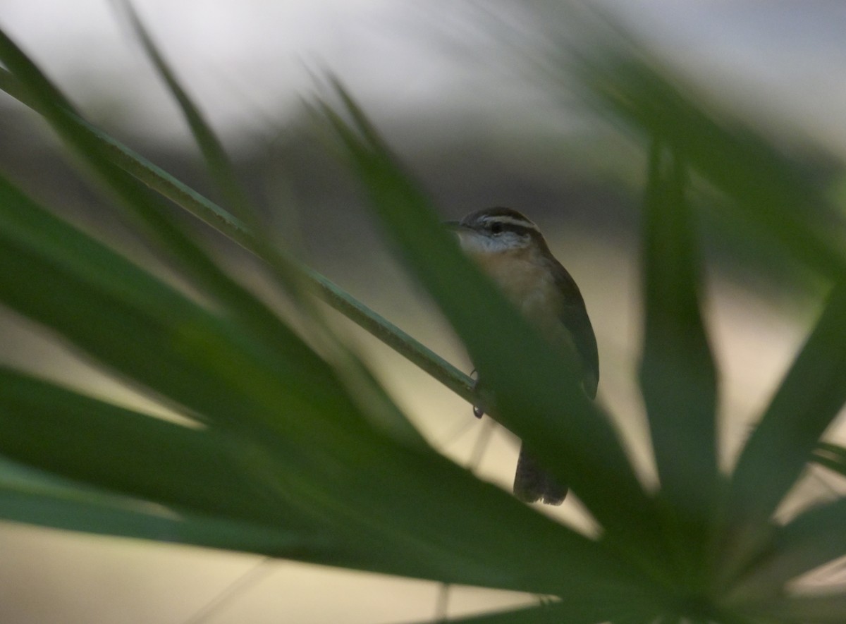 Carolina Wren - ML644679216