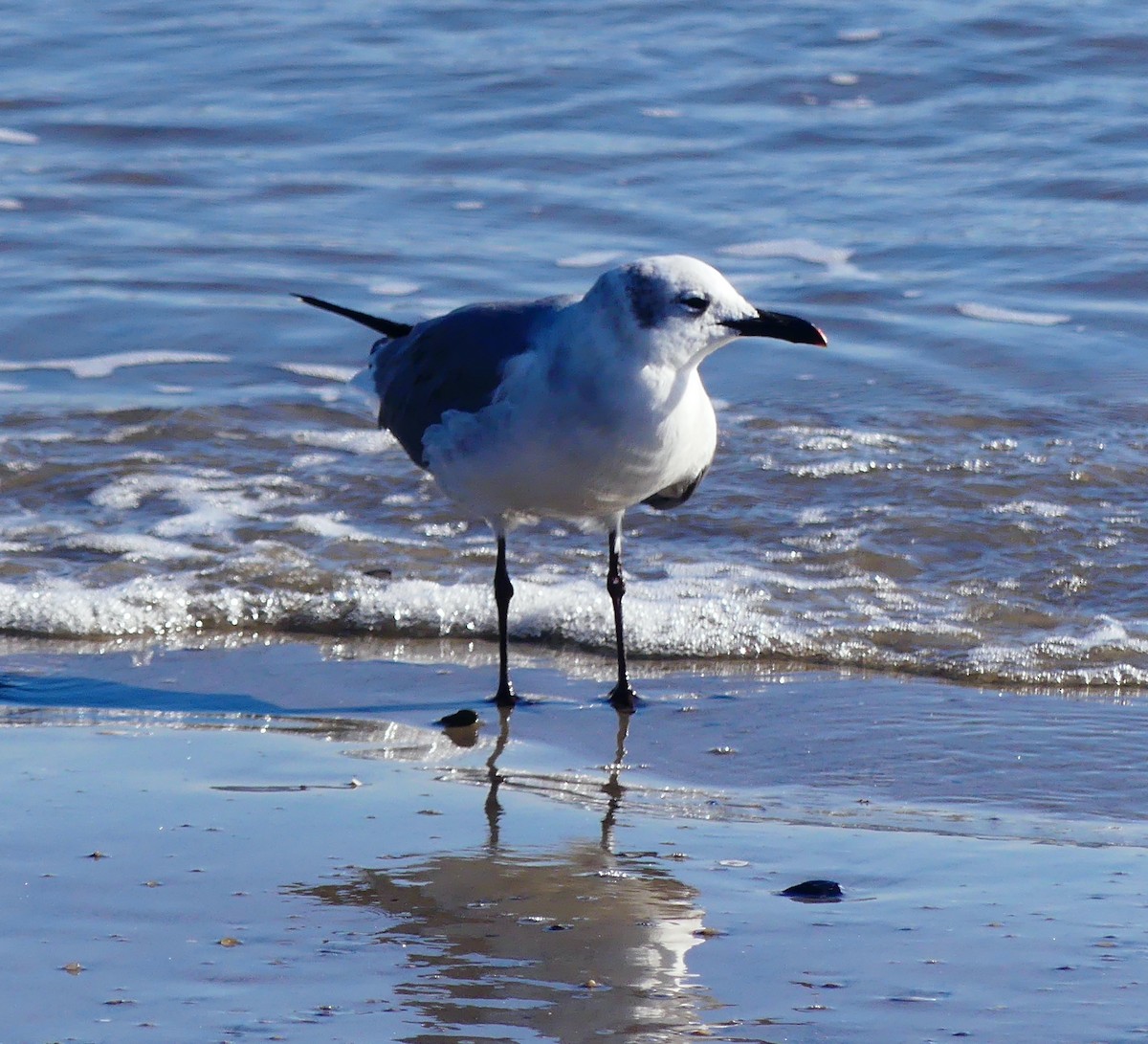 Gabbiano sghignazzante - ML644679220