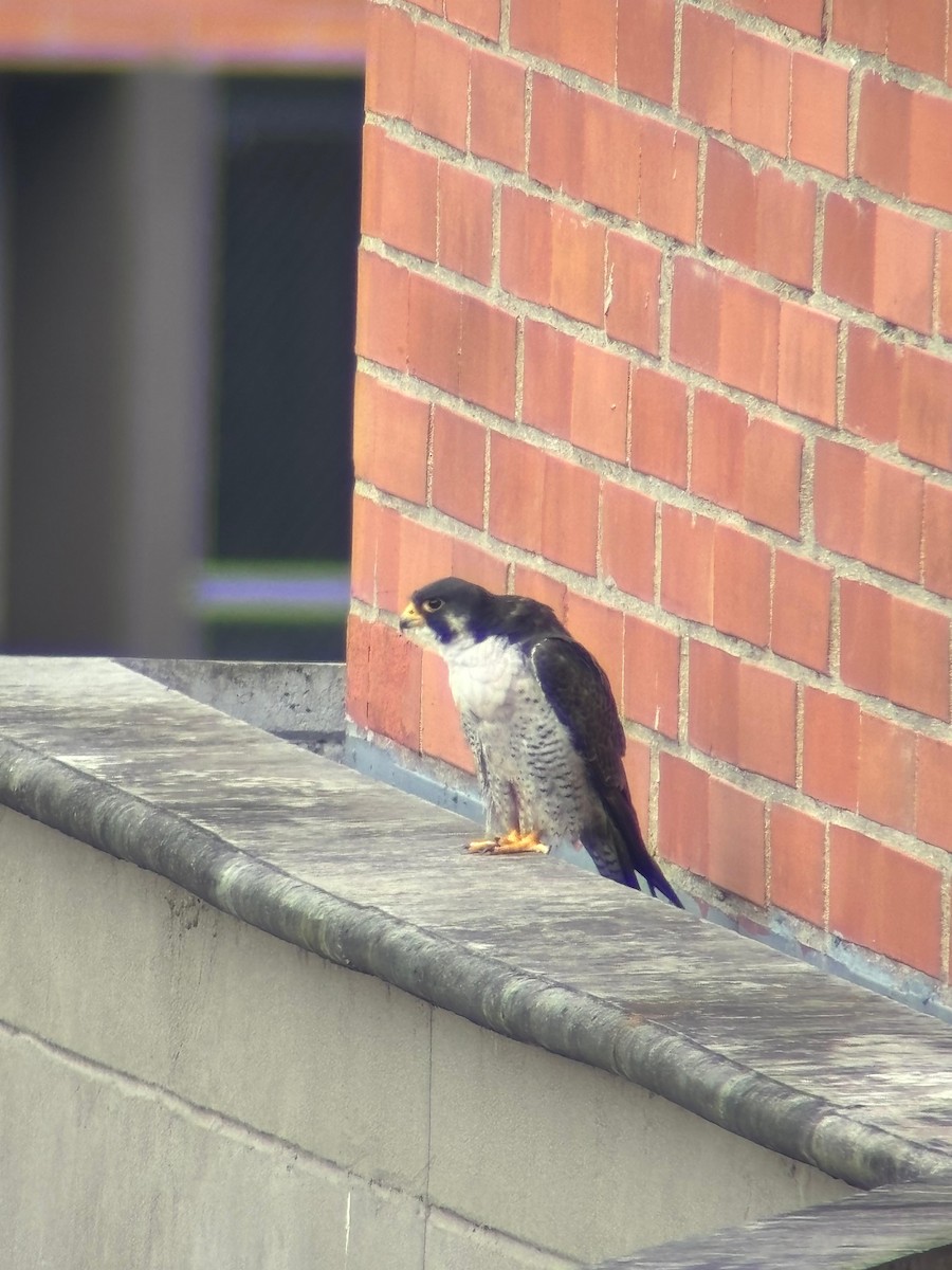 Peregrine Falcon - ML644679227