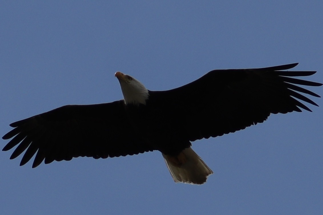 Itsas arrano buruzuria - ML644679231