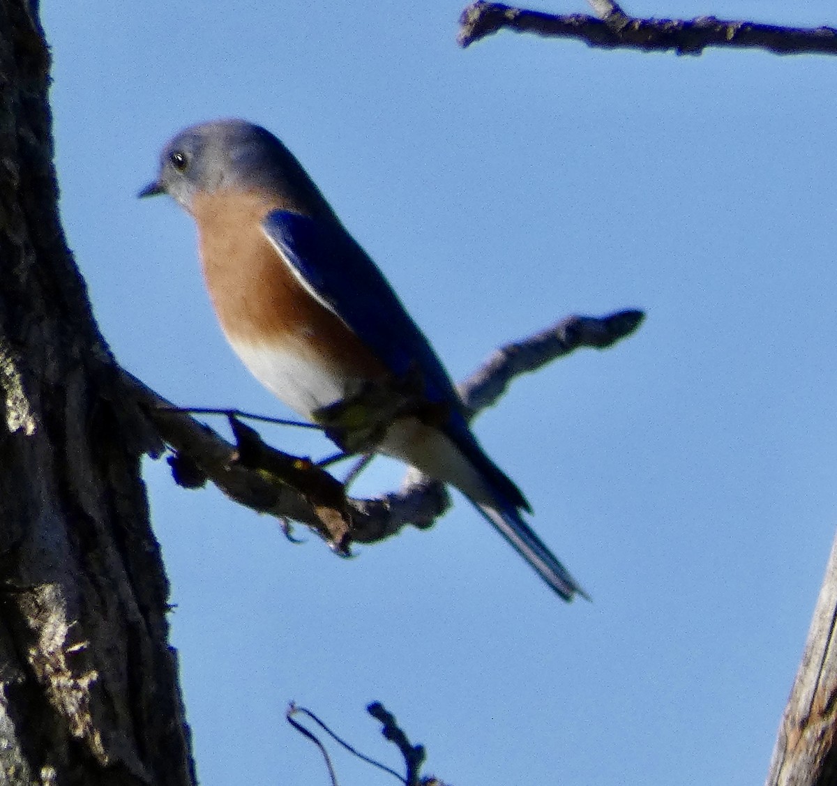 Eastern Bluebird - ML644679234
