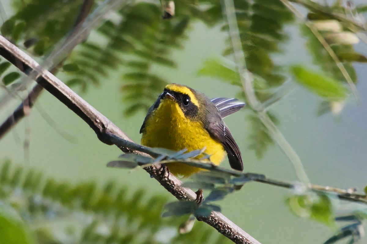 Chélidorhynque à ventre jaune - ML644679238