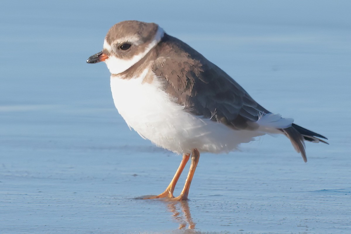Semipalmated Plover - ML644679241