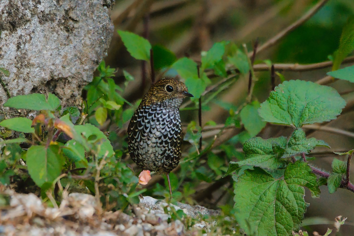 Microure à ventre blanc - ML644679243