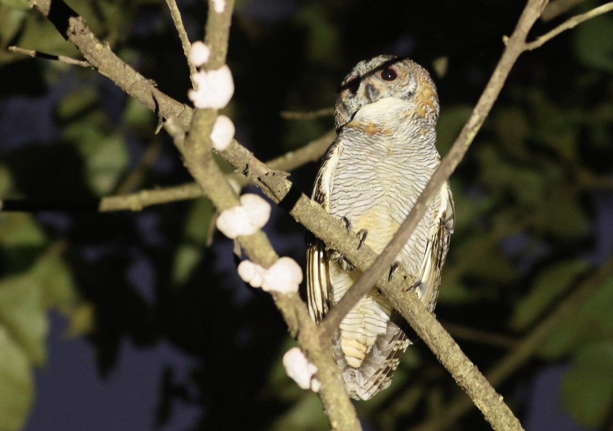 Chouette ocellée - ML644679247