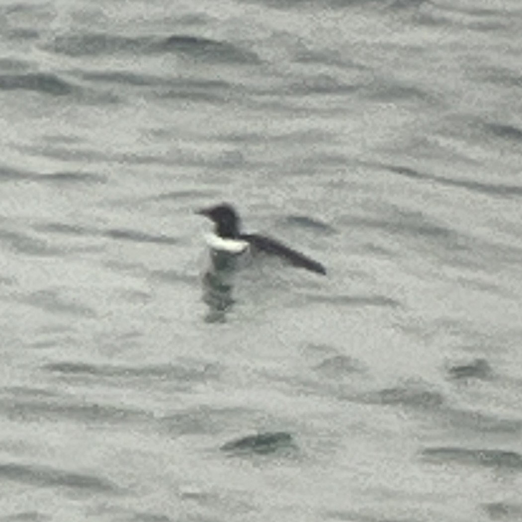 Common Murre - ML644679248