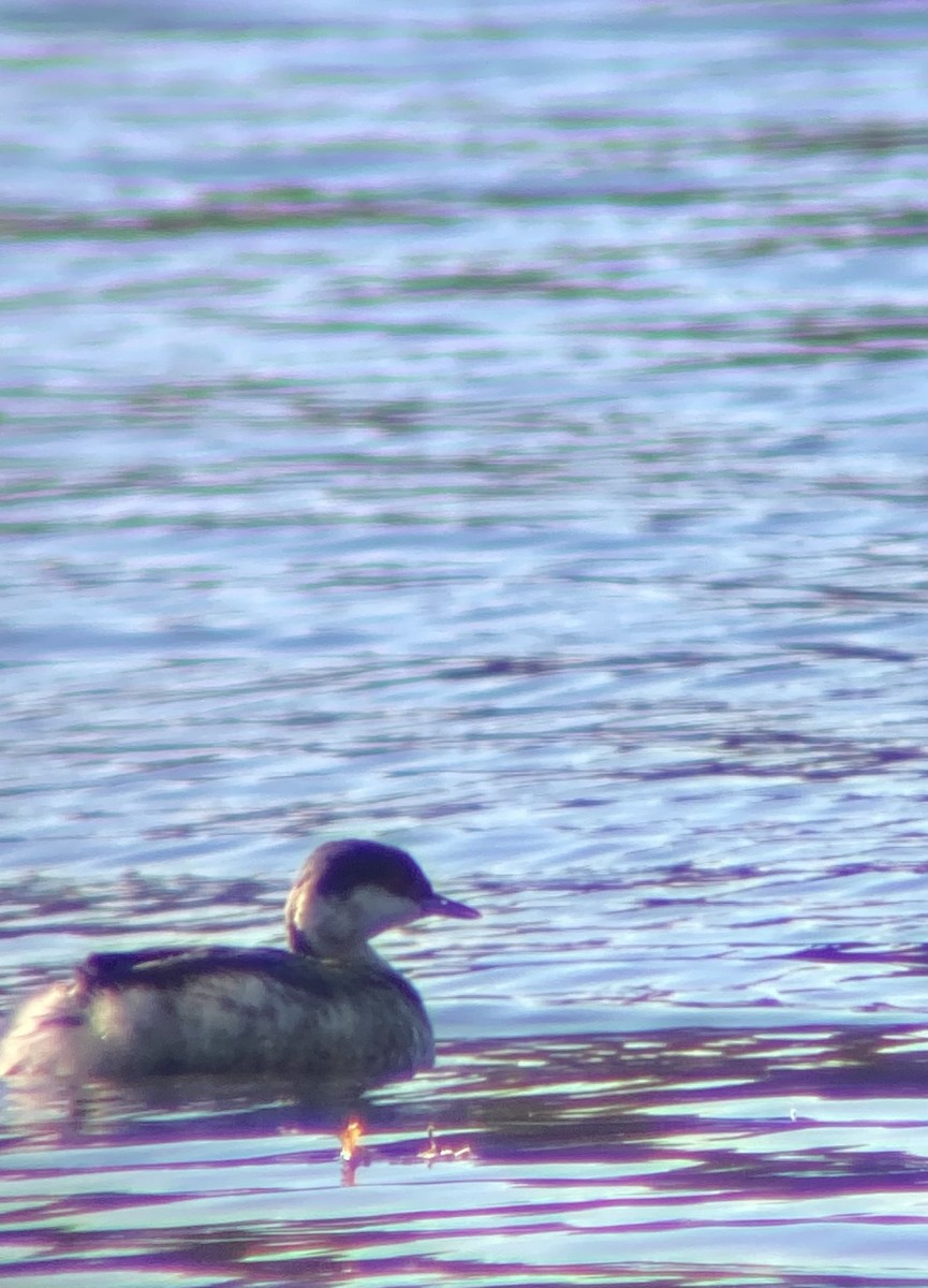 角鸊鷉 - ML644679249