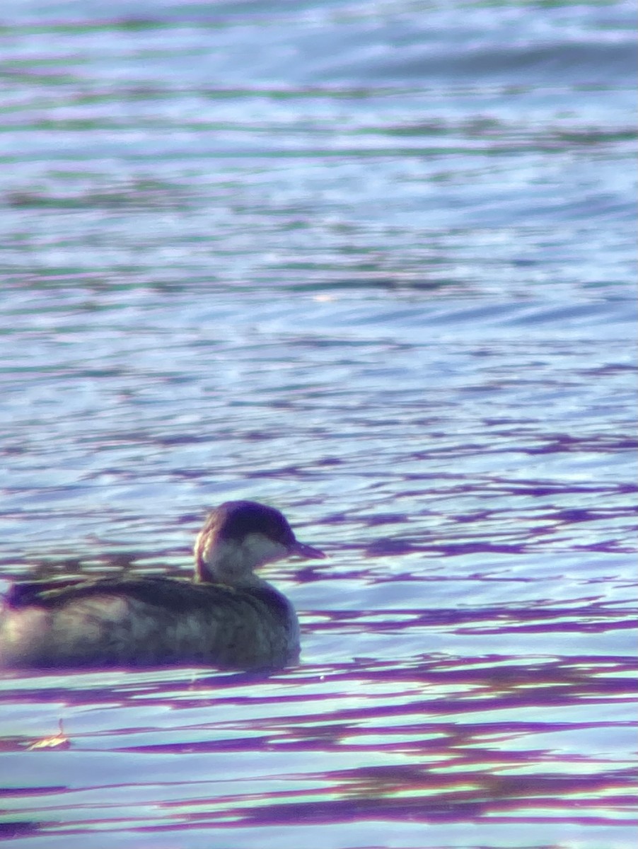 角鸊鷉 - ML644679250