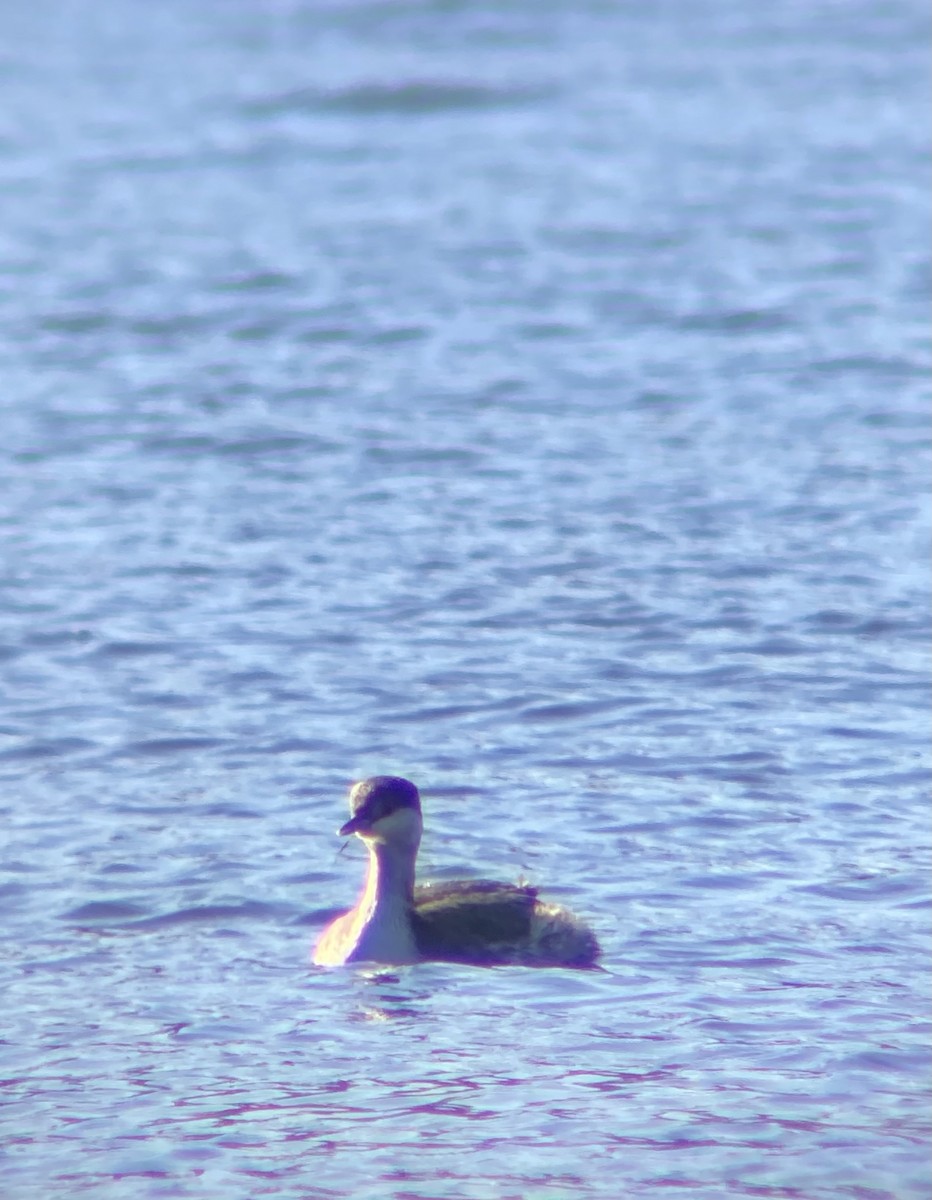 角鸊鷉 - ML644679251