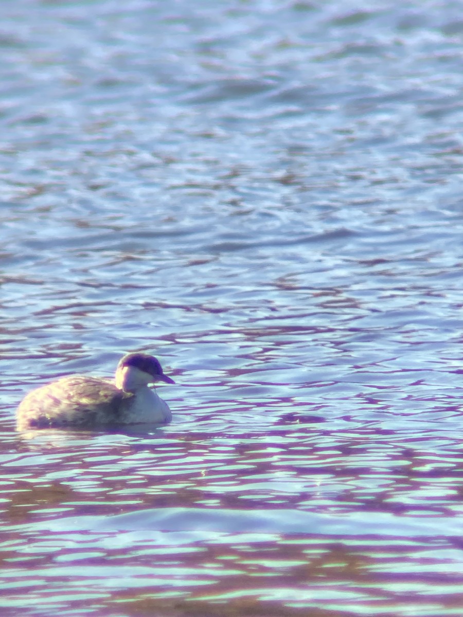 角鸊鷉 - ML644679252