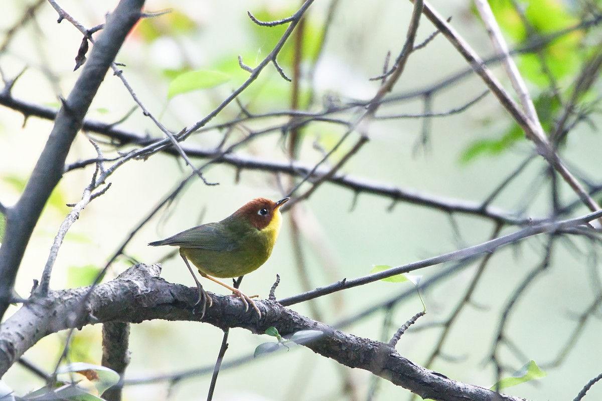 Bouscarle à tête marron - ML644679253