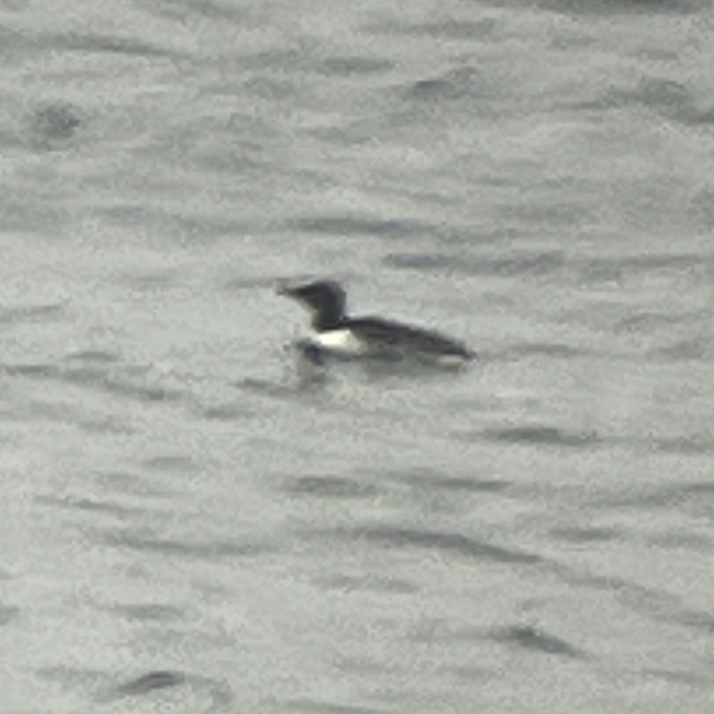 Common Murre - ML644679255