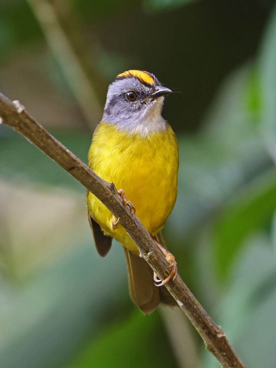 Paruline à diadème - ML644679256