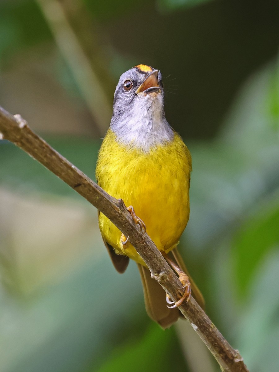 Paruline à diadème - ML644679257