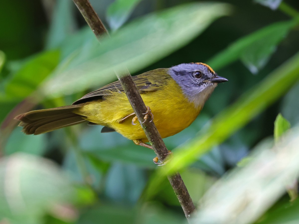 Paruline à diadème - ML644679258