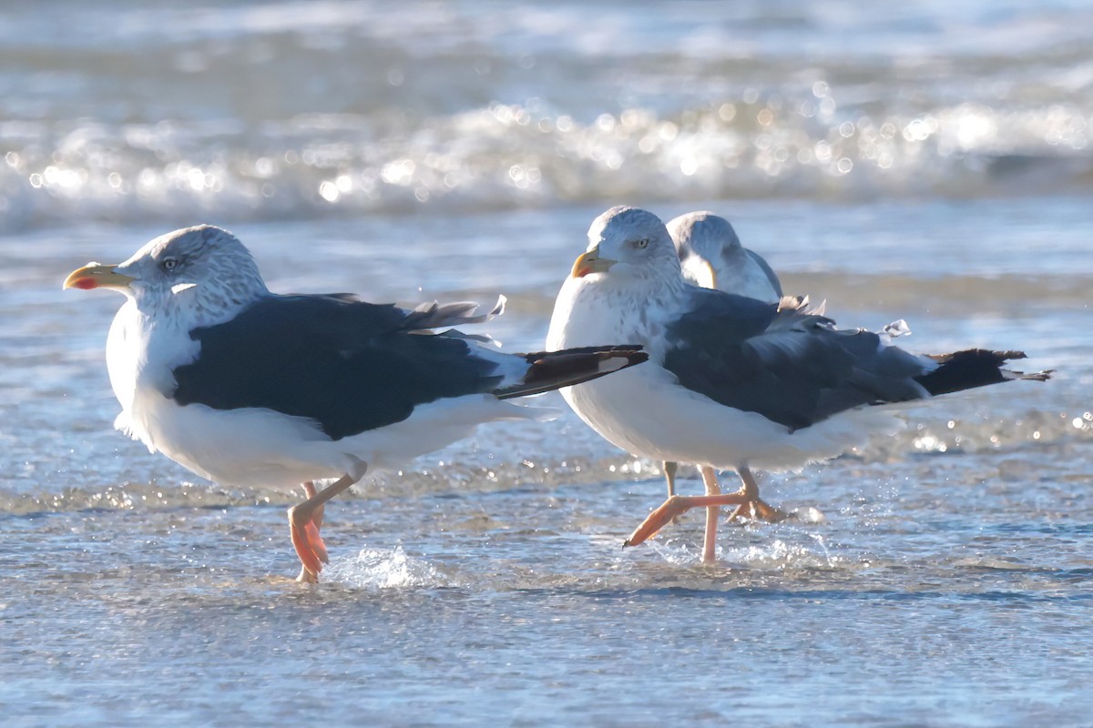 Gaviota Sombría - ML644679259
