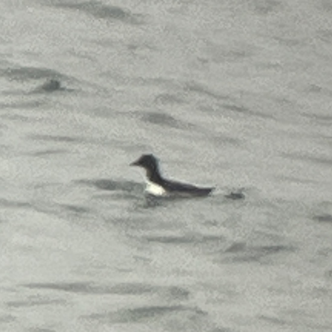 Common Murre - ML644679263