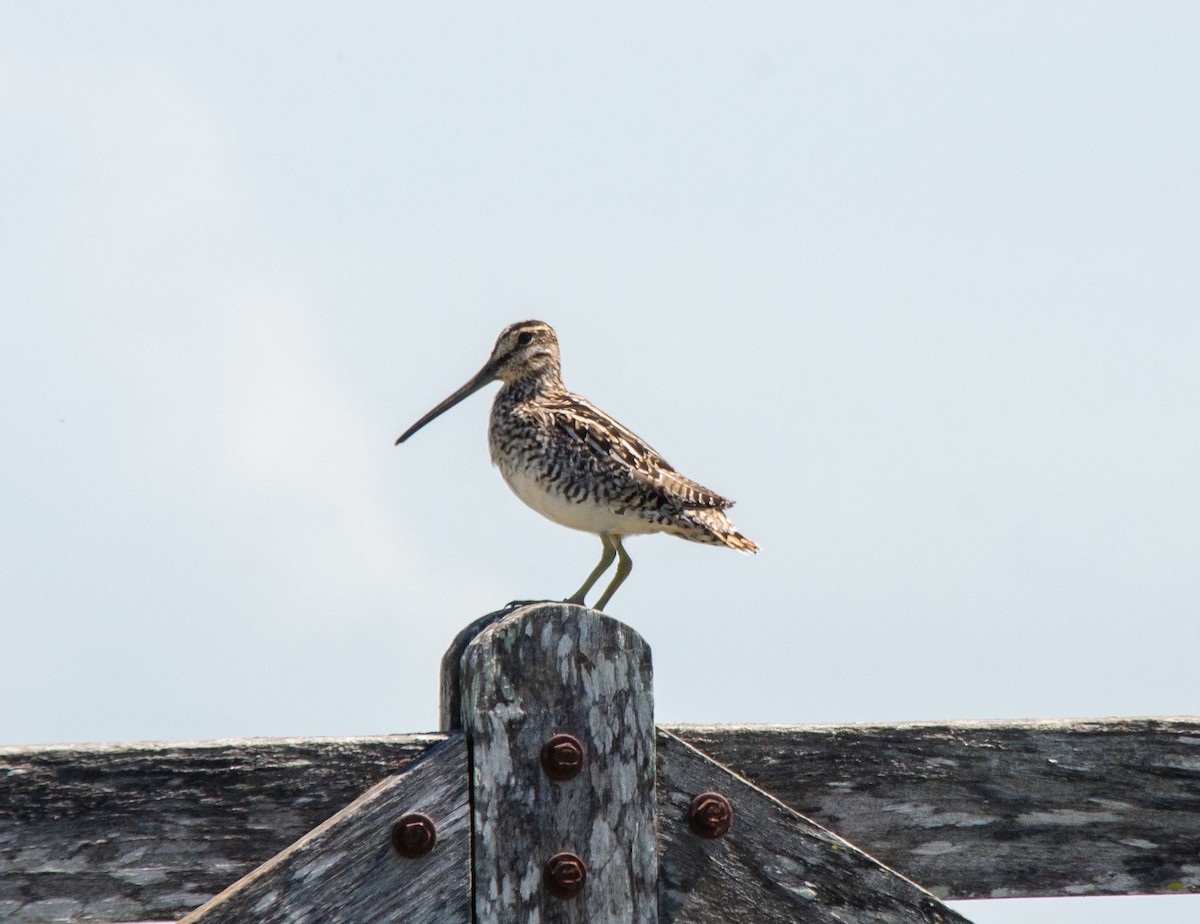 Pantanal Snipe - ML644679264