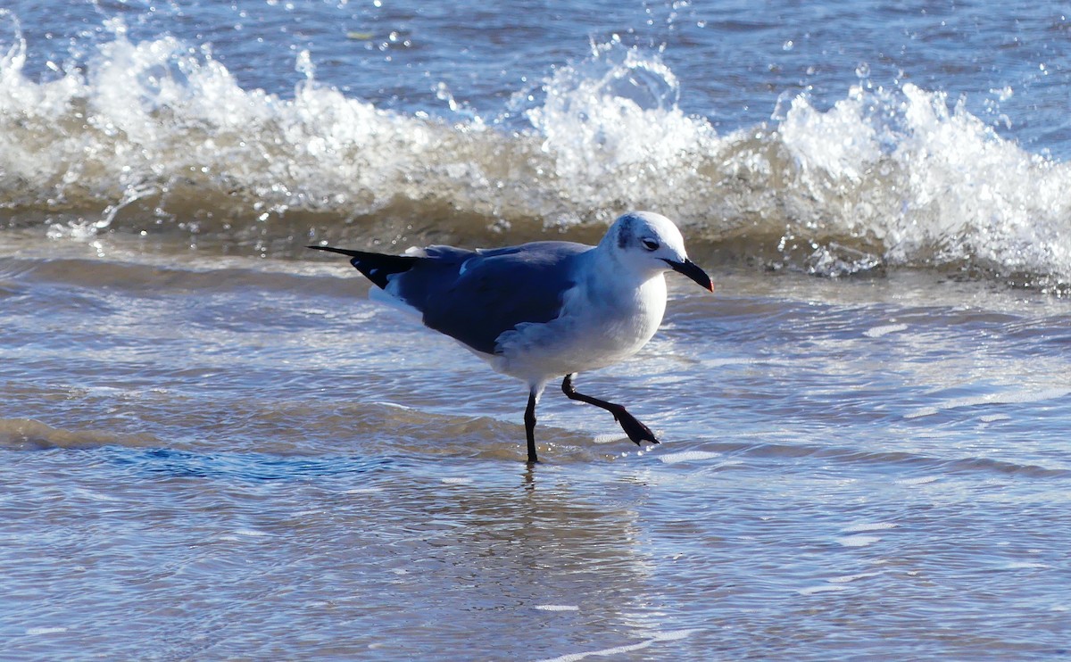 Gabbiano sghignazzante - ML644679265