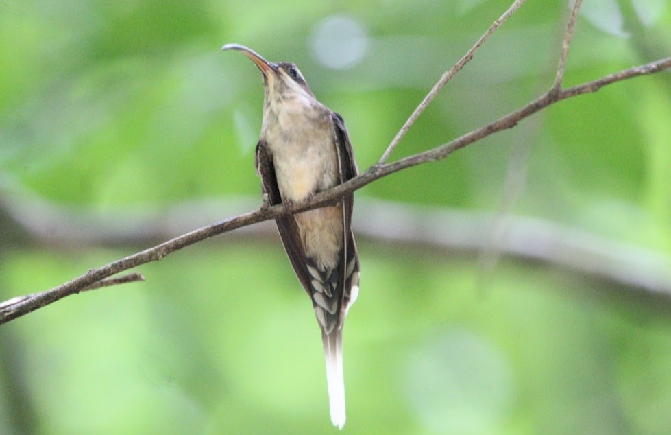 kolibřík tmavolící - ML644679270