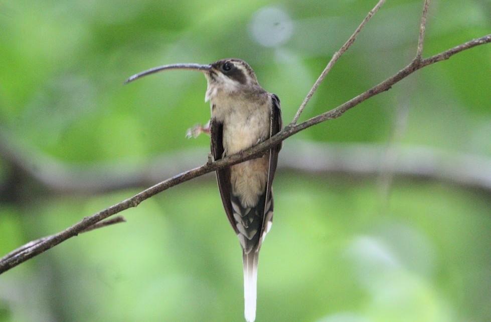 kolibřík tmavolící - ML644679271