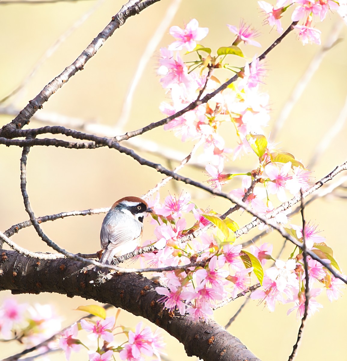 Orite à tête rousse - ML644679273