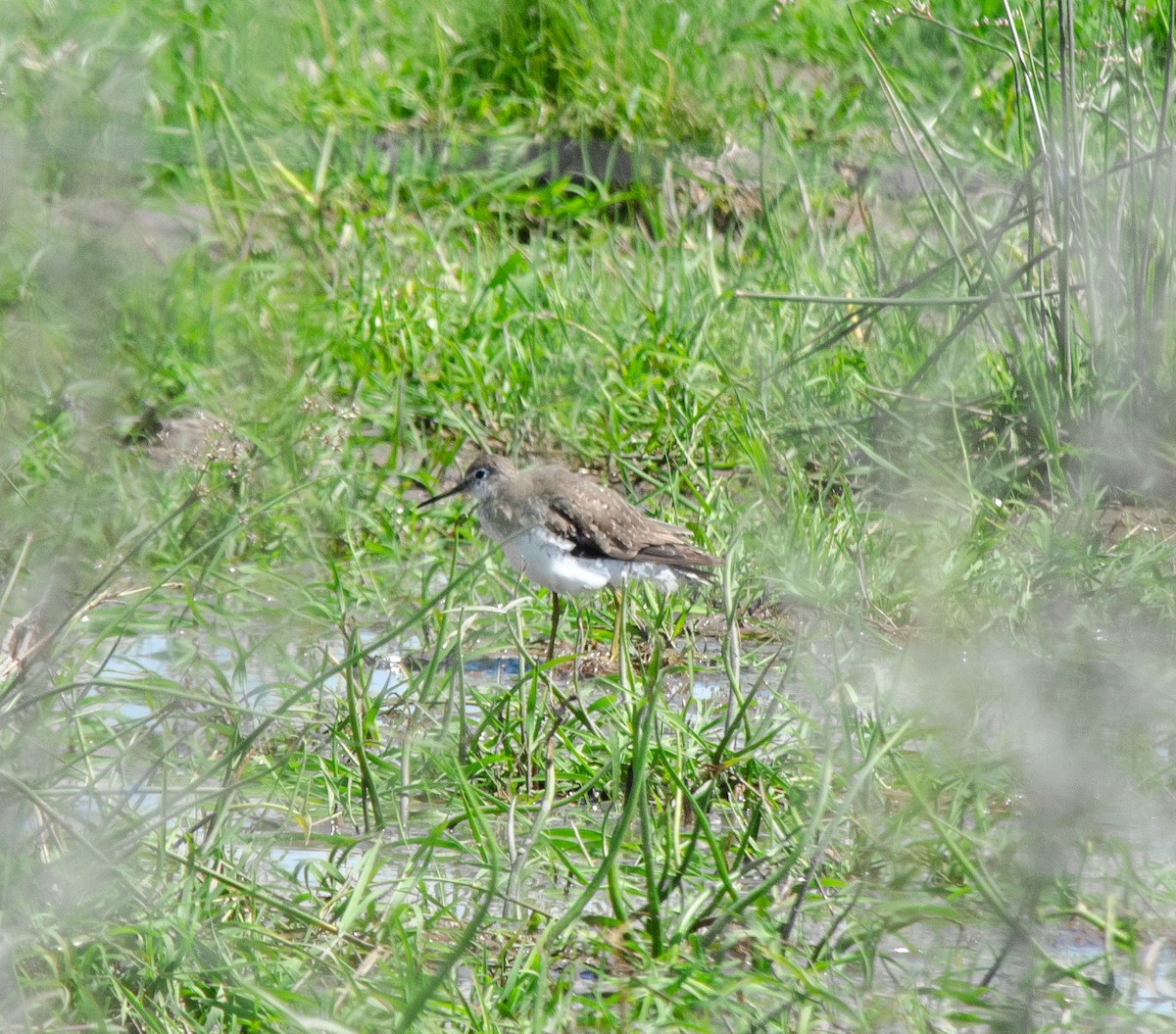 Solitary Sandpiper - ML644679274