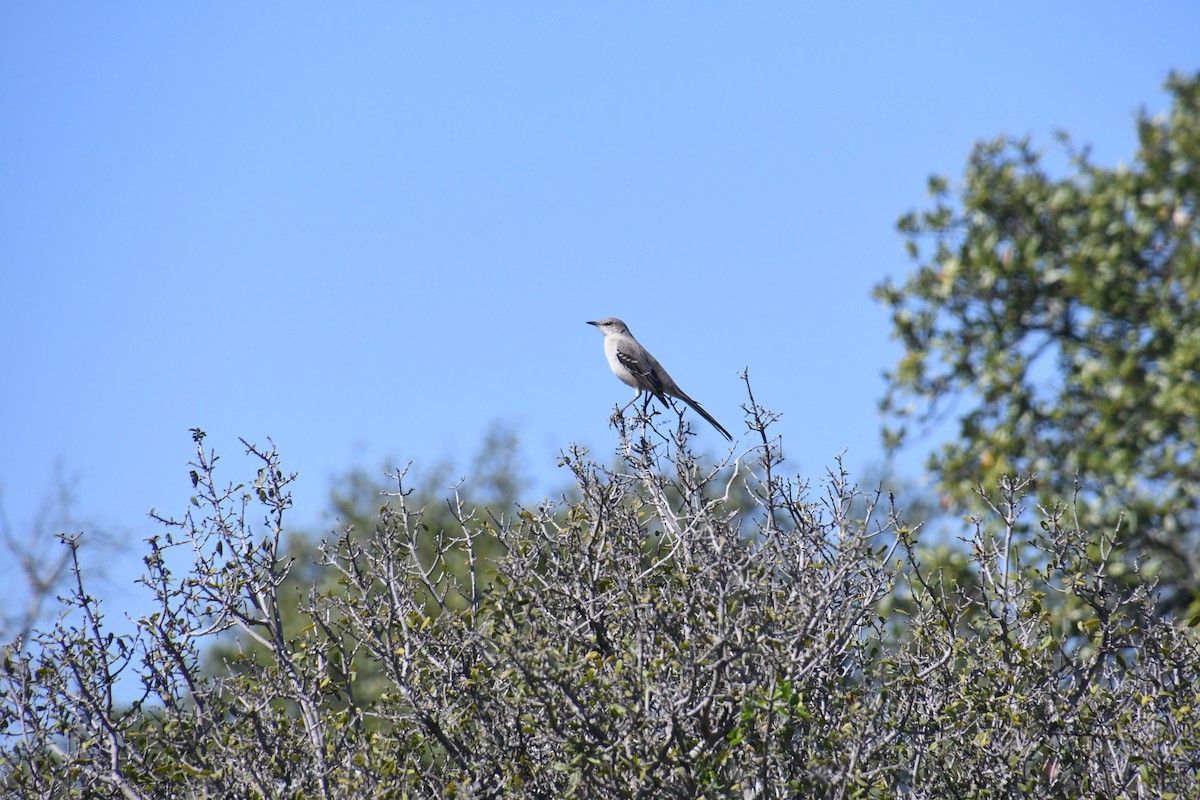 Northern Mockingbird - ML644679277