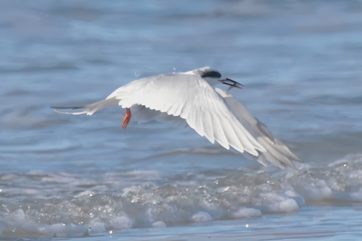 Forster's Tern - ML644679278