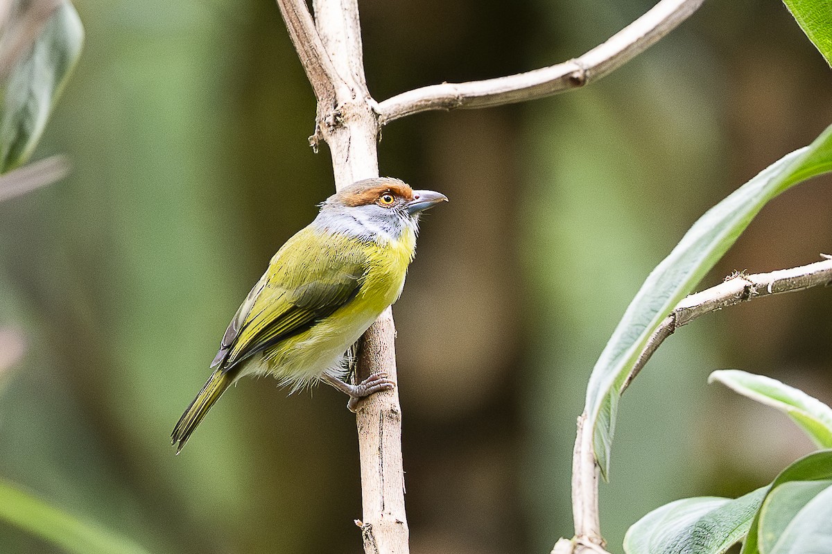 Rufous-browed Peppershrike - ML644679282