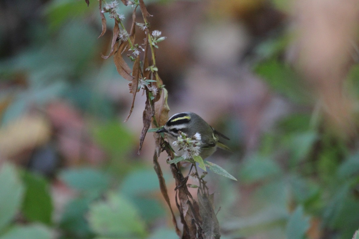 ildkronefuglekonge - ML644679284