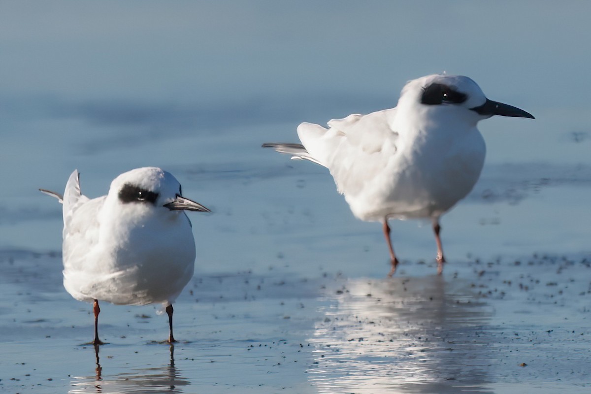 Forster's Tern - ML644679285