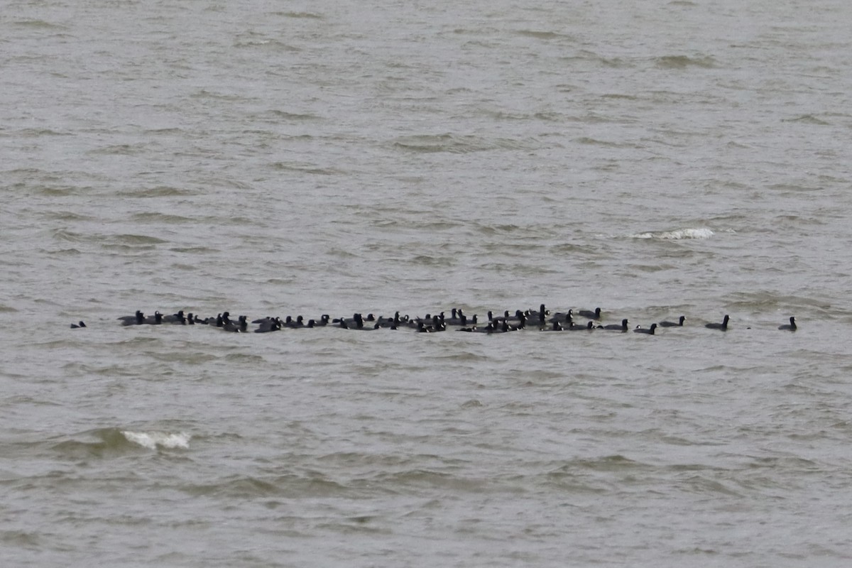 Kopetazuri amerikarra - ML644679286