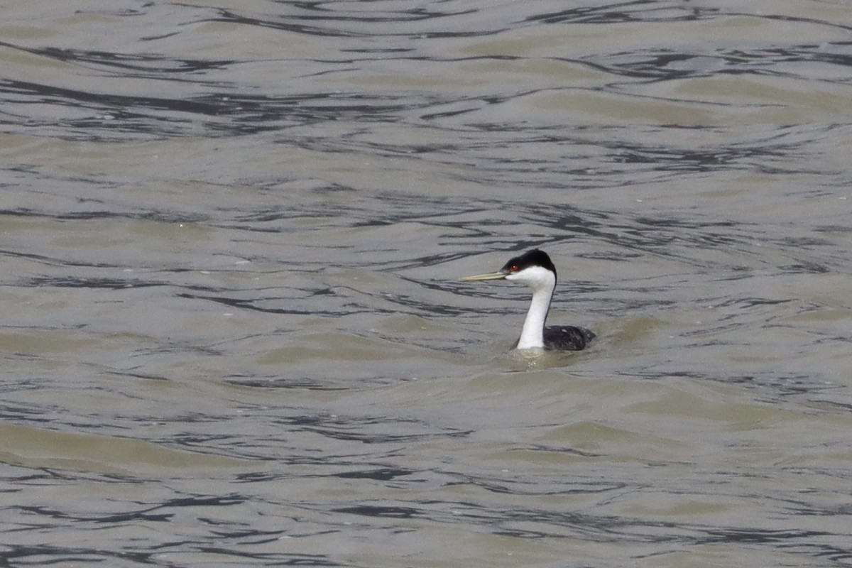 Murgil mendebaldarra - ML644679299