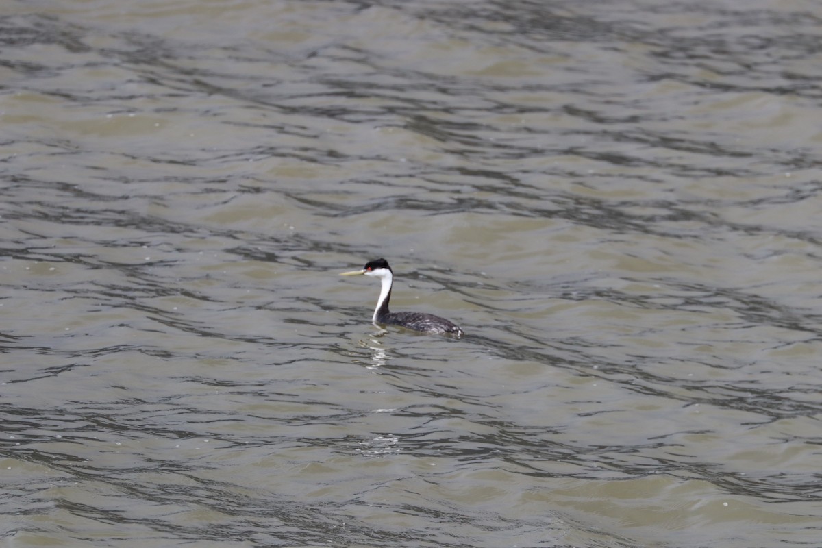 Murgil mendebaldarra - ML644679300