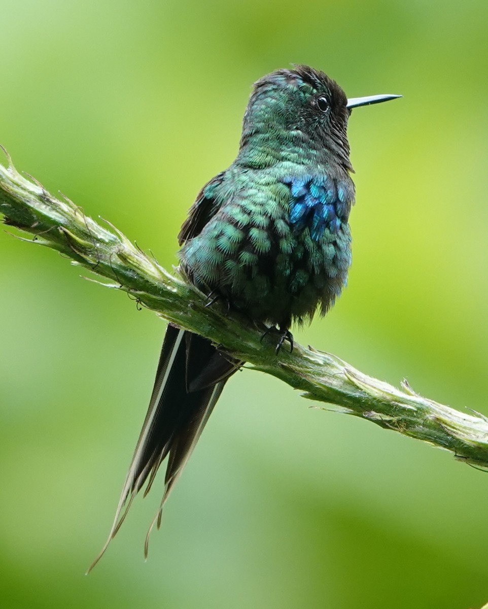 Yeşil Telkuyruk - ML644679301