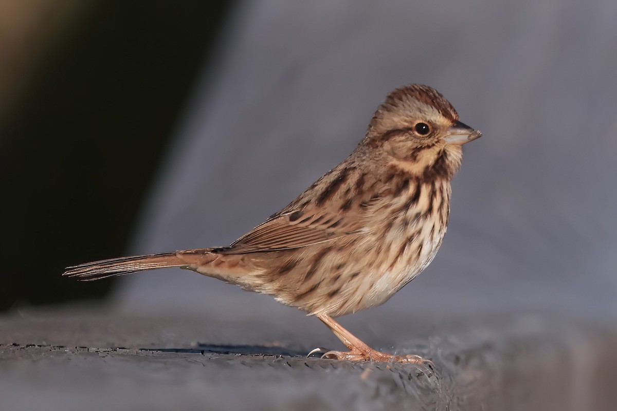 Song Sparrow - ML644679308