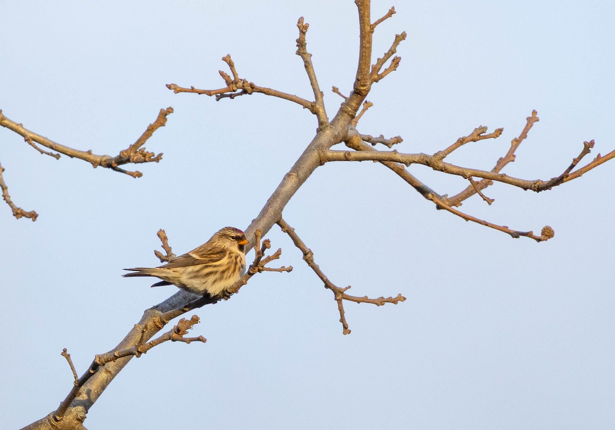 gråsisik - ML644679314