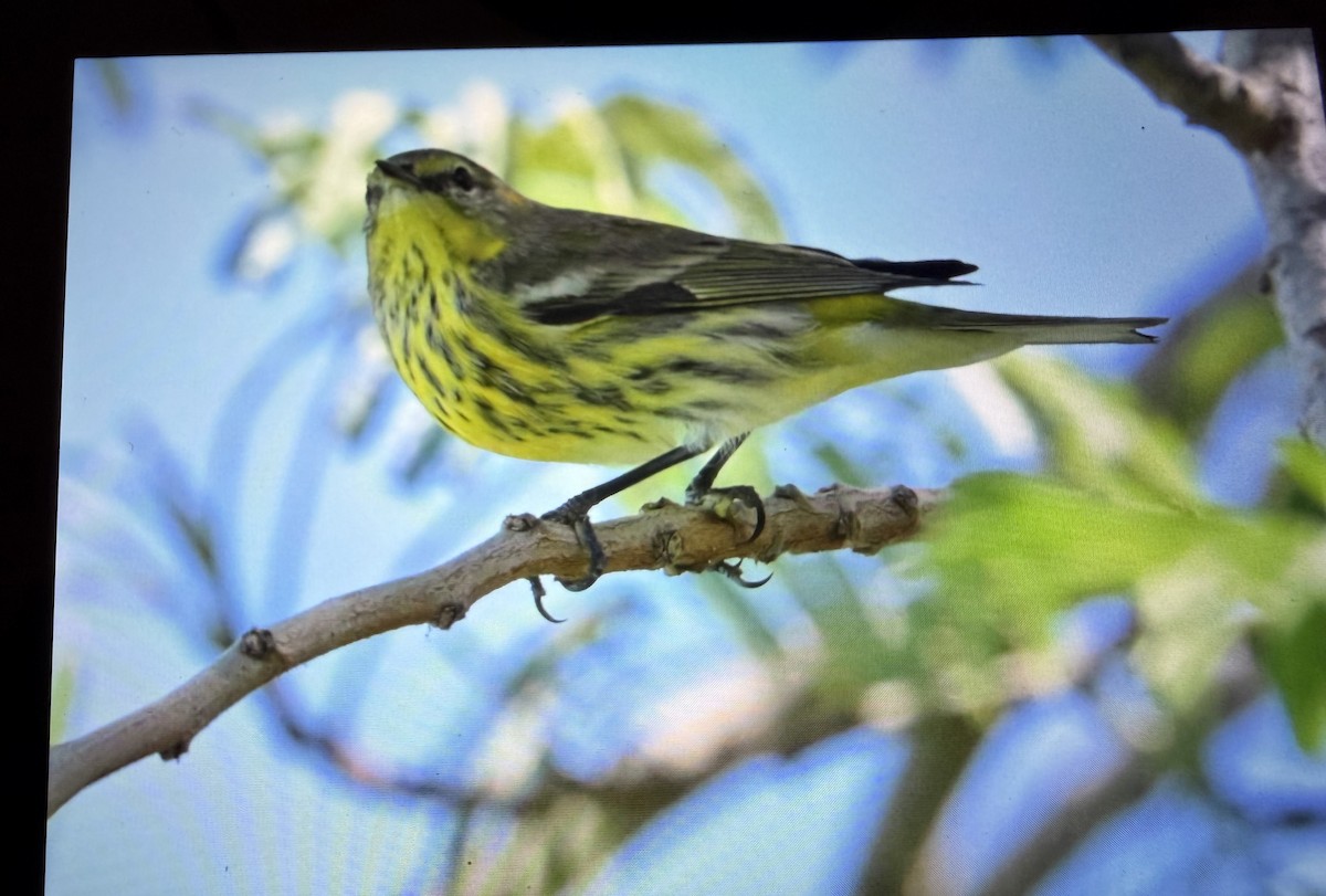 ホオアカアメリカムシクイ - ML644679316