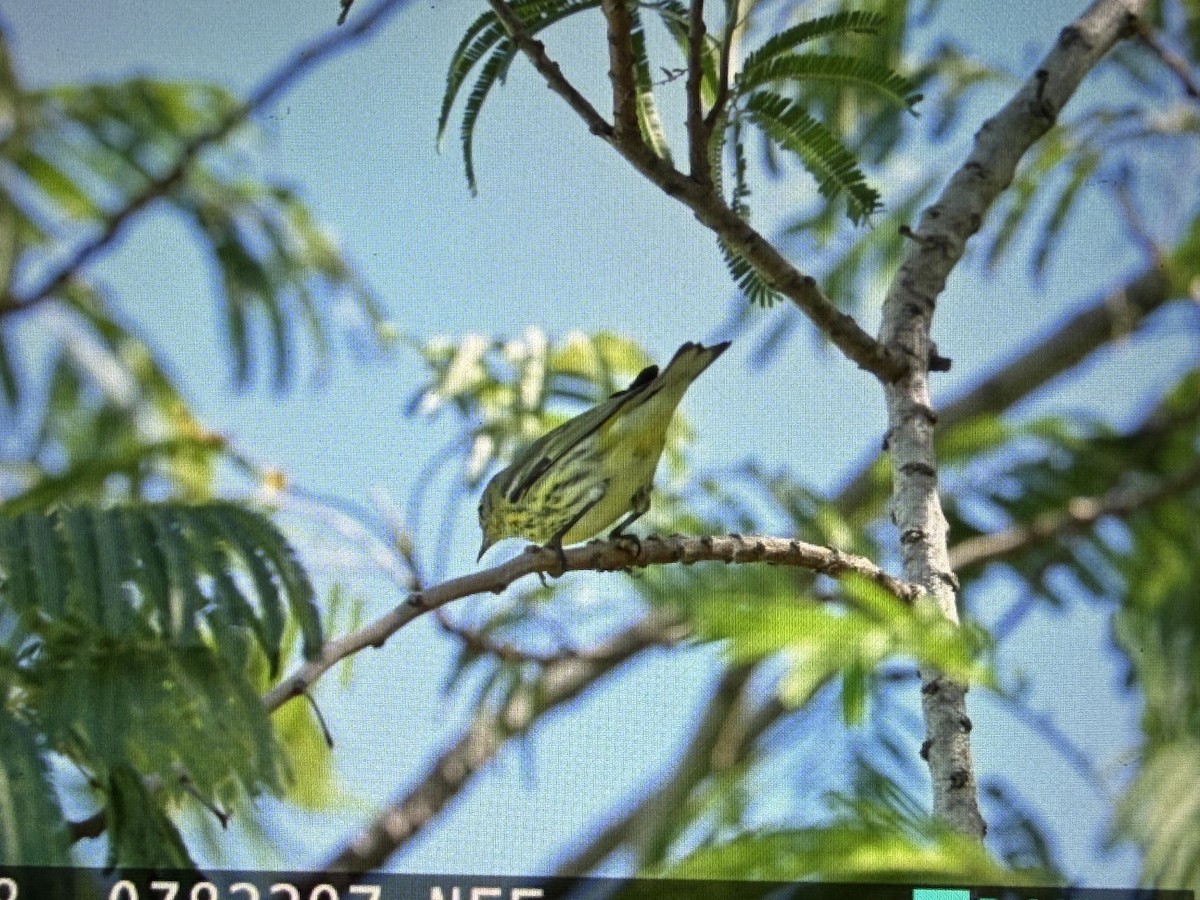 ホオアカアメリカムシクイ - ML644679317