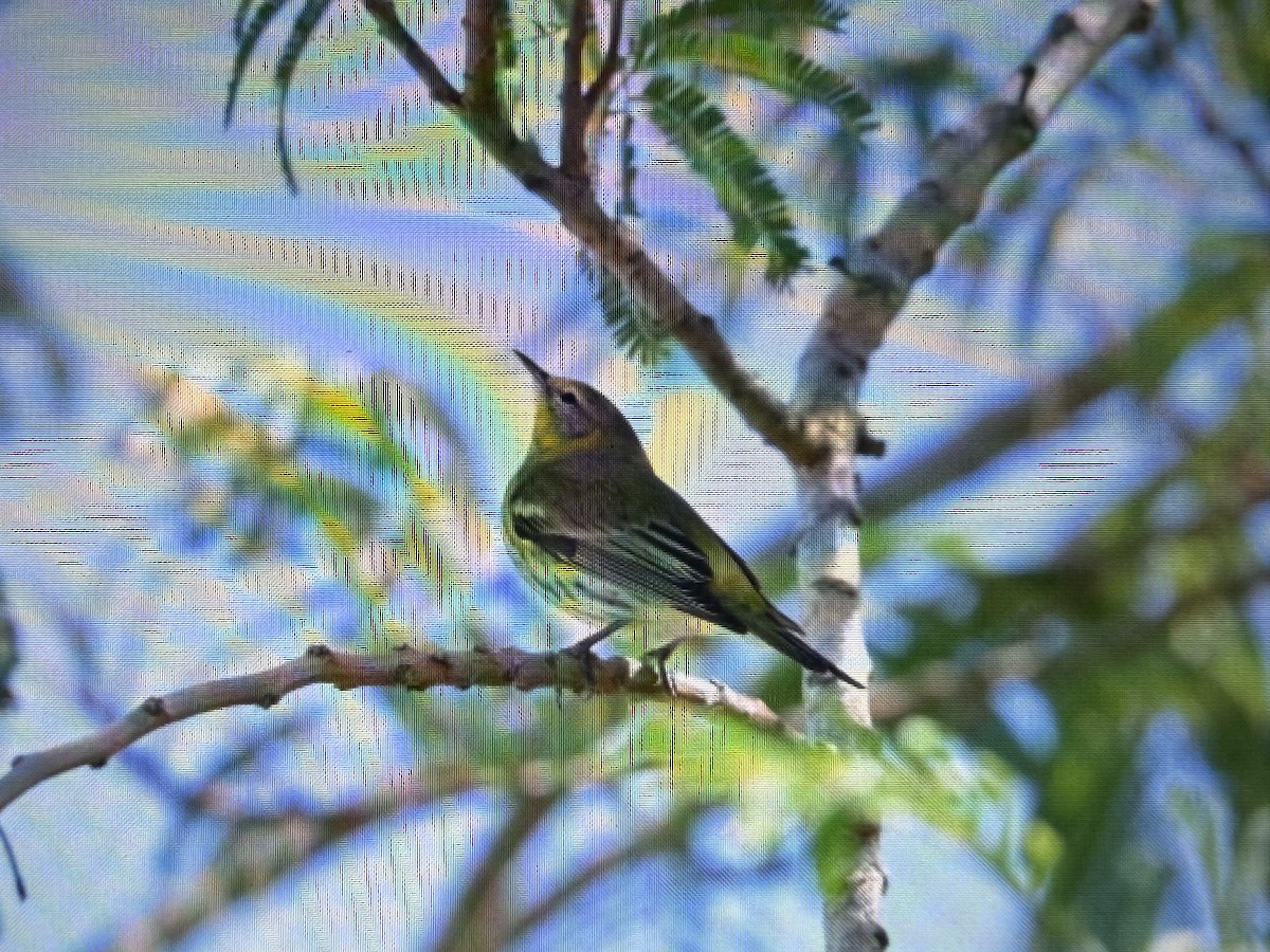 ホオアカアメリカムシクイ - ML644679318