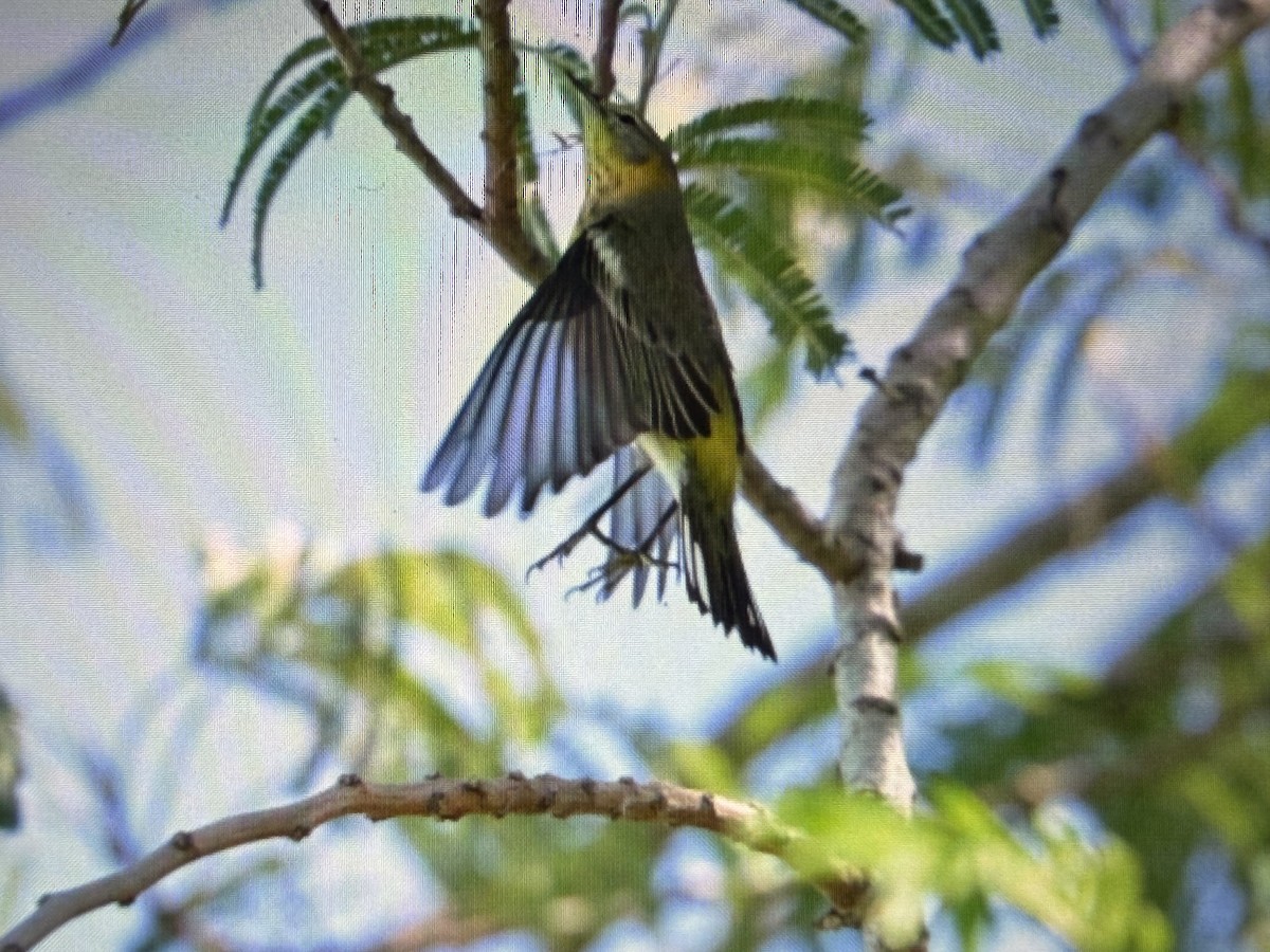 ホオアカアメリカムシクイ - ML644679319